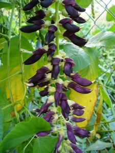 mucuna 2