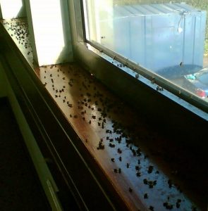flies dead window sill